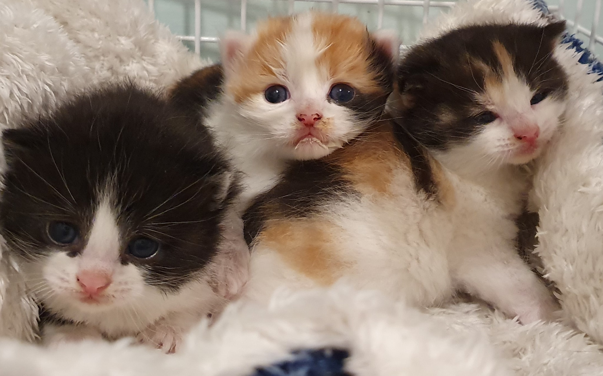 New Arrivals 3 Week Old Bradford Kitten Trio Bradford Cat Watch Rescue And Sanctuary 