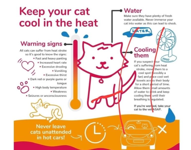 Heat Stroke In Cats Bradford Cat Watch Rescue And Sanctuary